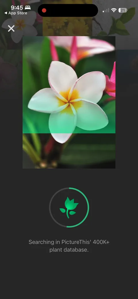 Picturethis onboarding screen 24: 'Searching in PictureThis 400k plant database.' The scan animation dramatizes the work and reinforces the…