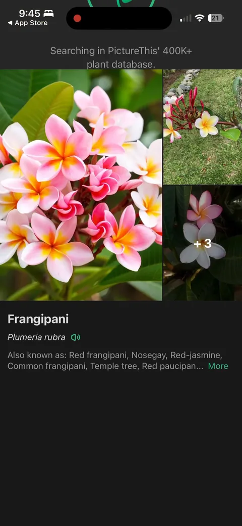 Picturethis onboarding screen 25: The payoff: it names the plant (Frangipani, Plumeria rubra) with the scientific and common names