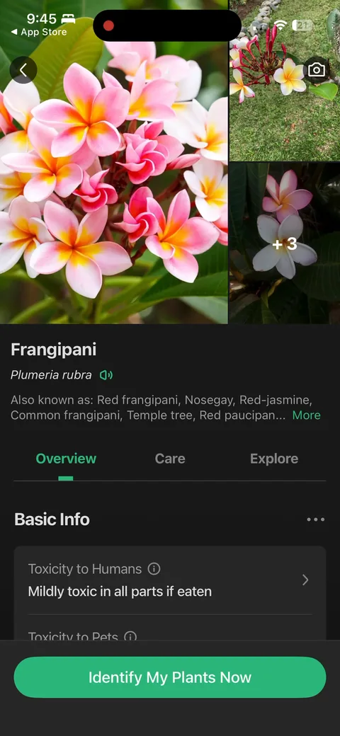 Picturethis onboarding screen 26: Straight into a deep care sheet: toxicity to humans and pets, care and explore tabs