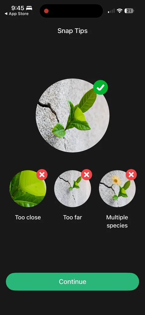 Picturethis onboarding screen 35: 'Snap tips: too close, too far, multiple species.' Teaching better input right as the user is about to shoot