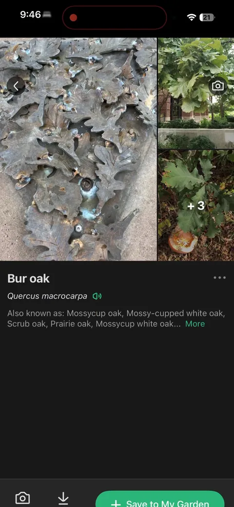 Picturethis onboarding screen 53: Second identification, a bur oak, this time a tree