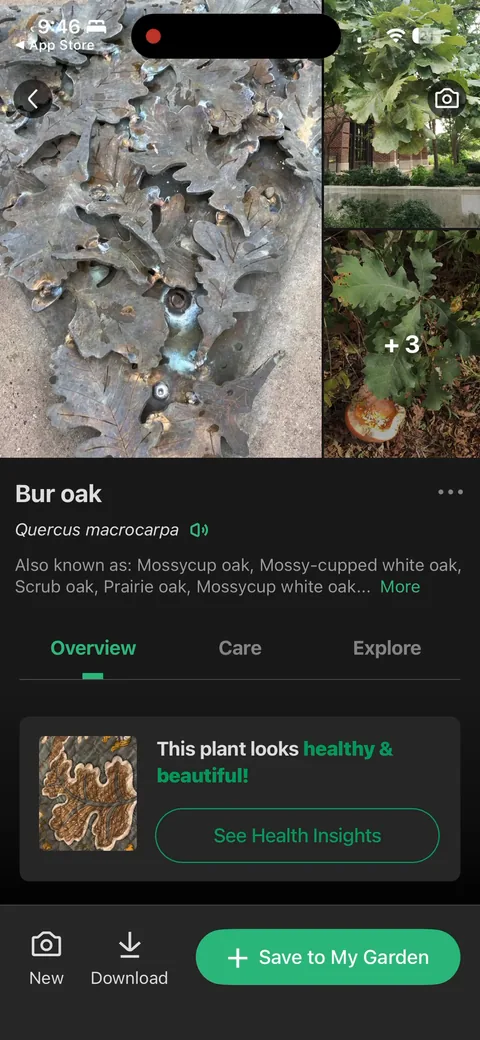 Picturethis onboarding screen 54: 'This plant looks healthy' with health insights